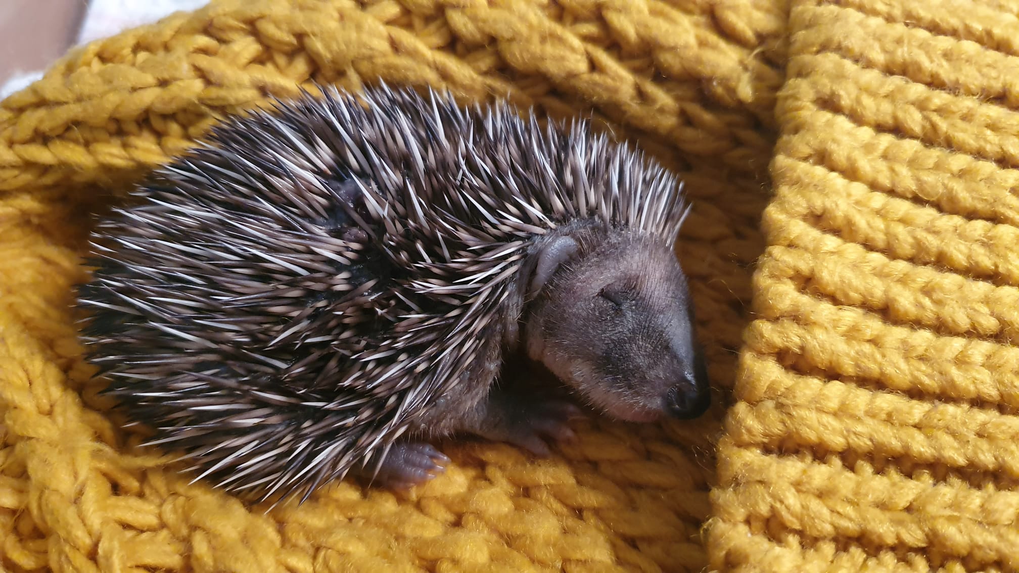 Igel-Pate werden